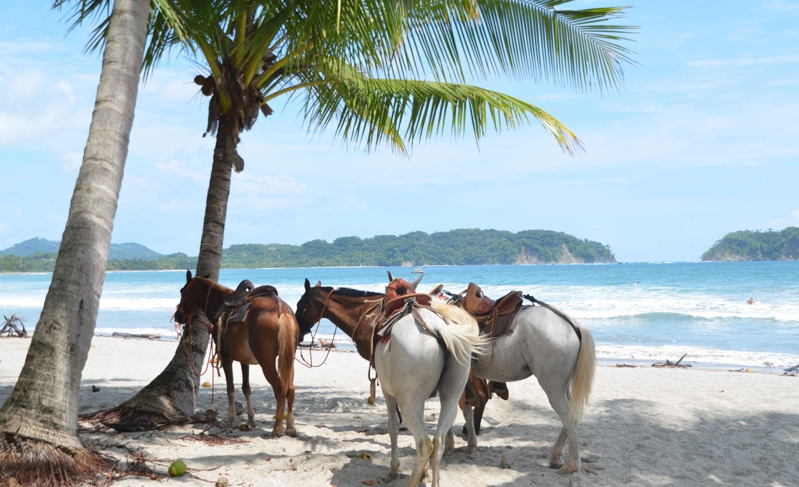 Chevaux sous les palmiers, plage paradisiaque